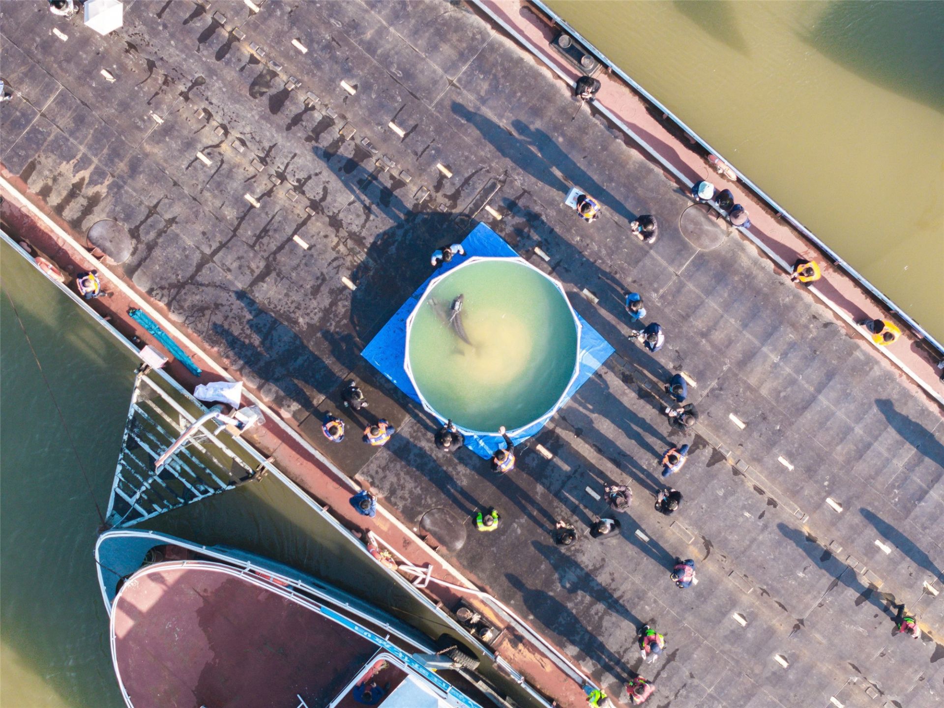 两只长江江豚回归长江前,在驳船上的“舒缓池”中游弋